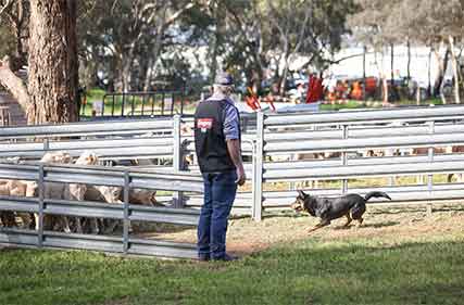 Nation’s best to compete in sheep and yard dog trials 