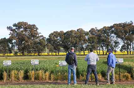      Plots to showcase new release cereal and pulses at Henty